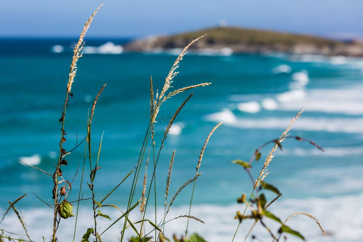 Seagrass Photo of Fistral