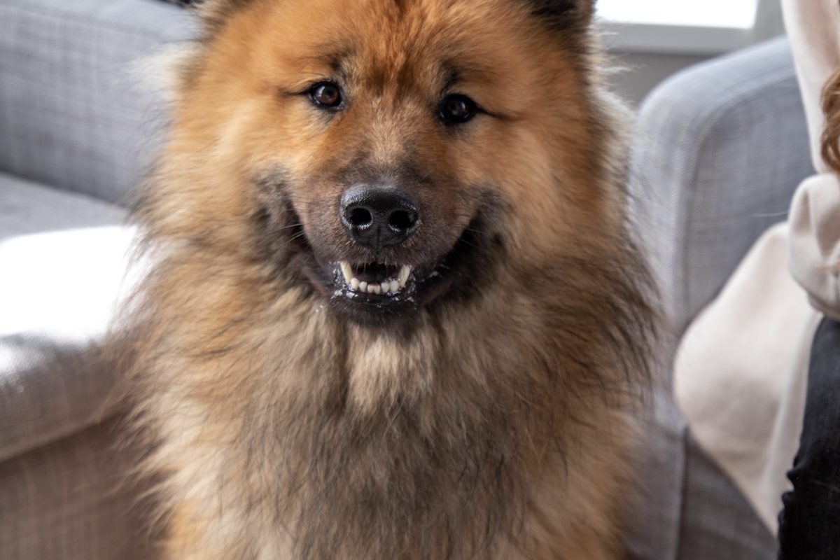 a fluffy dog smiling in one of oceansides bedrooms